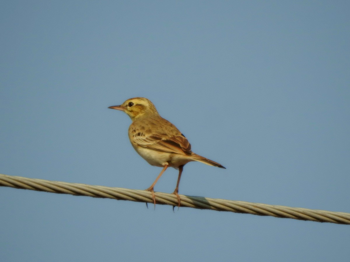 Tawny Pipit - ML636716234
