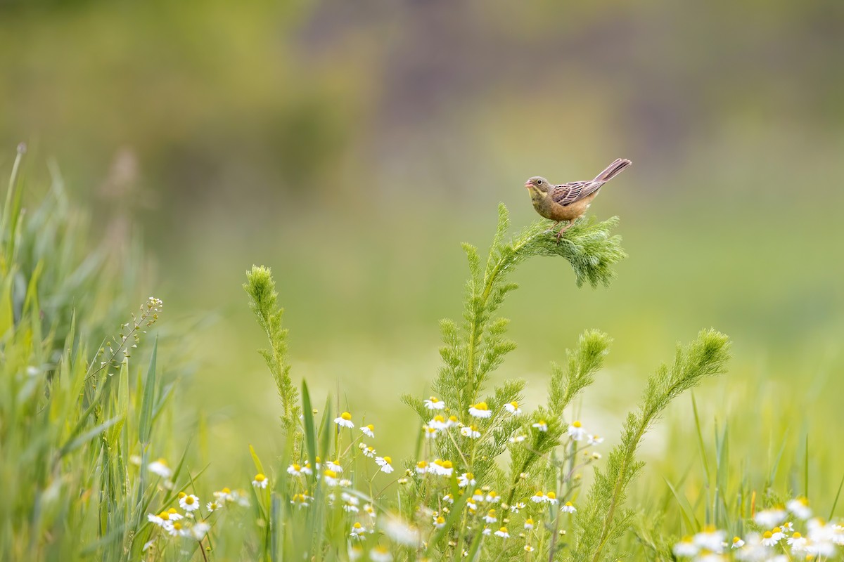 圃鵐 - ML636716238