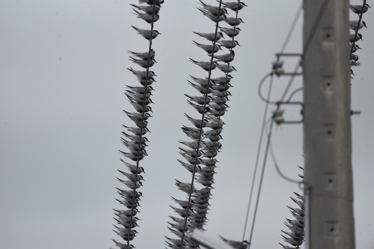 Whiskered Tern - ML636716246