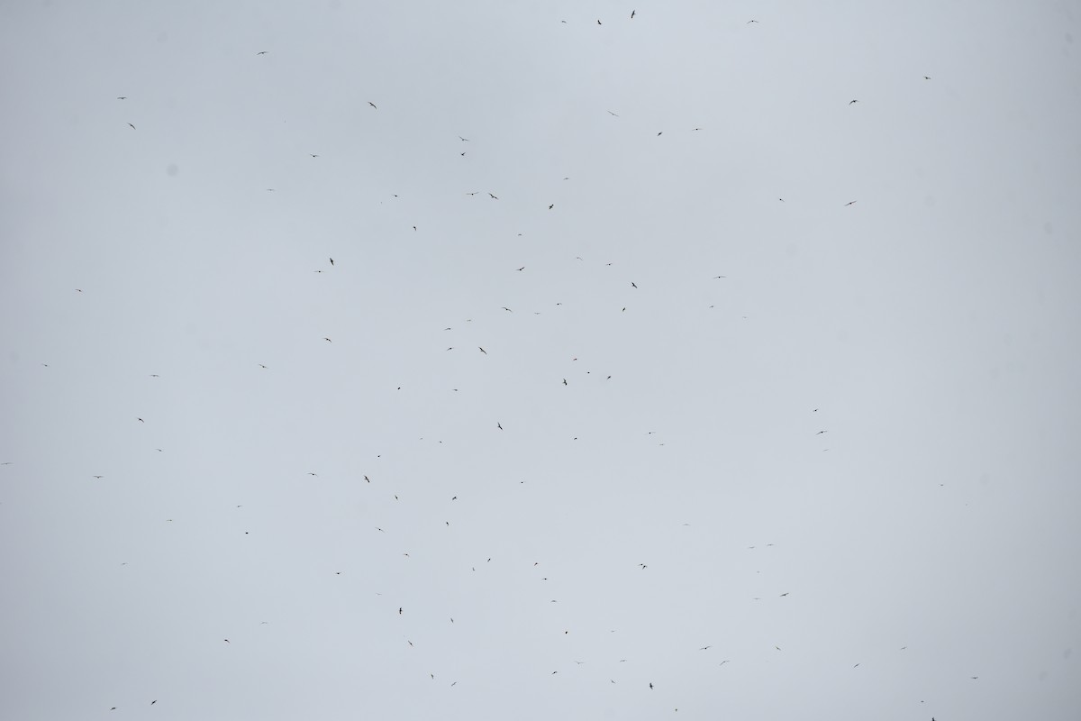 Whiskered Tern - ML636716264