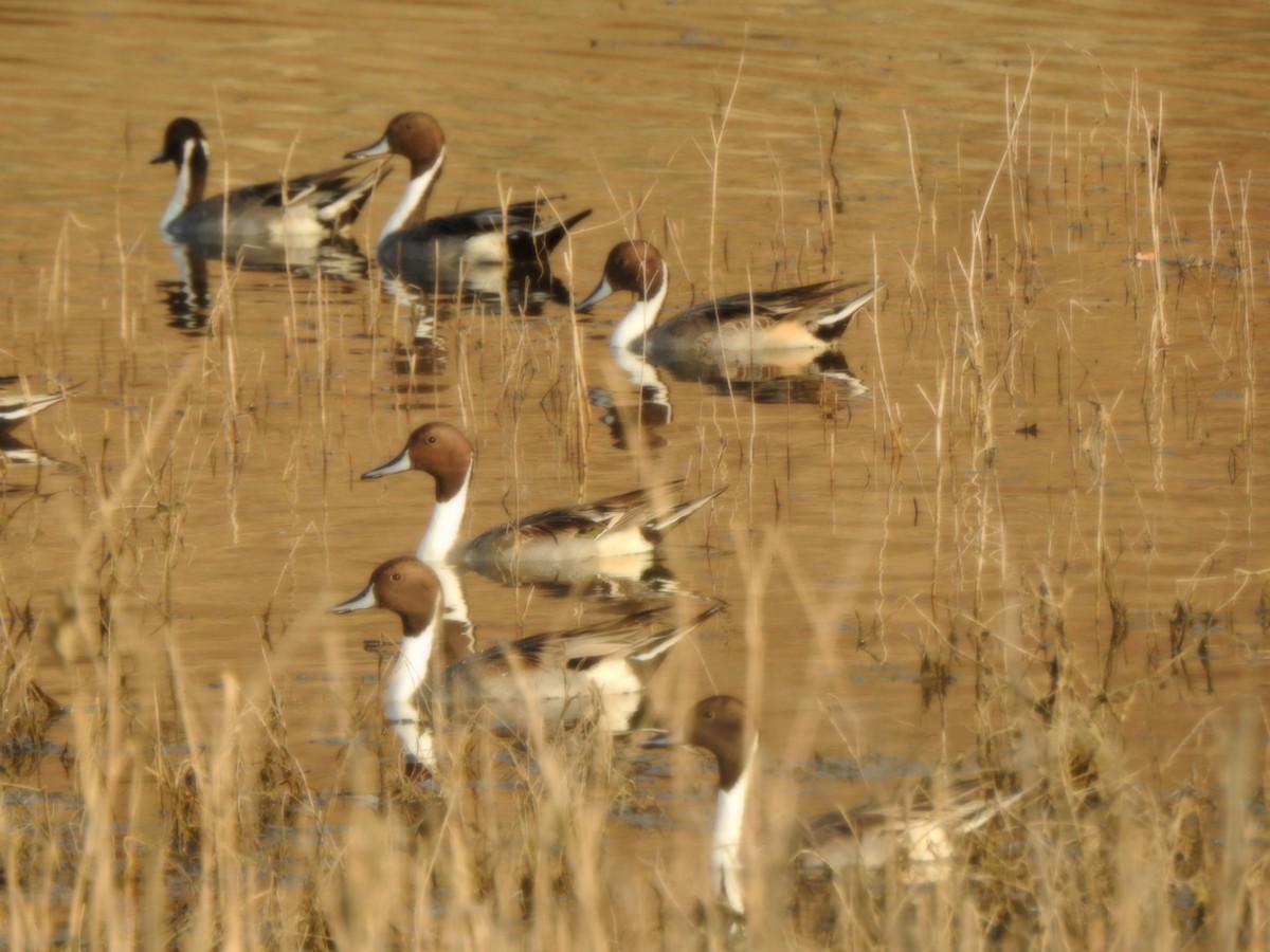 Northern Pintail - ML636716303