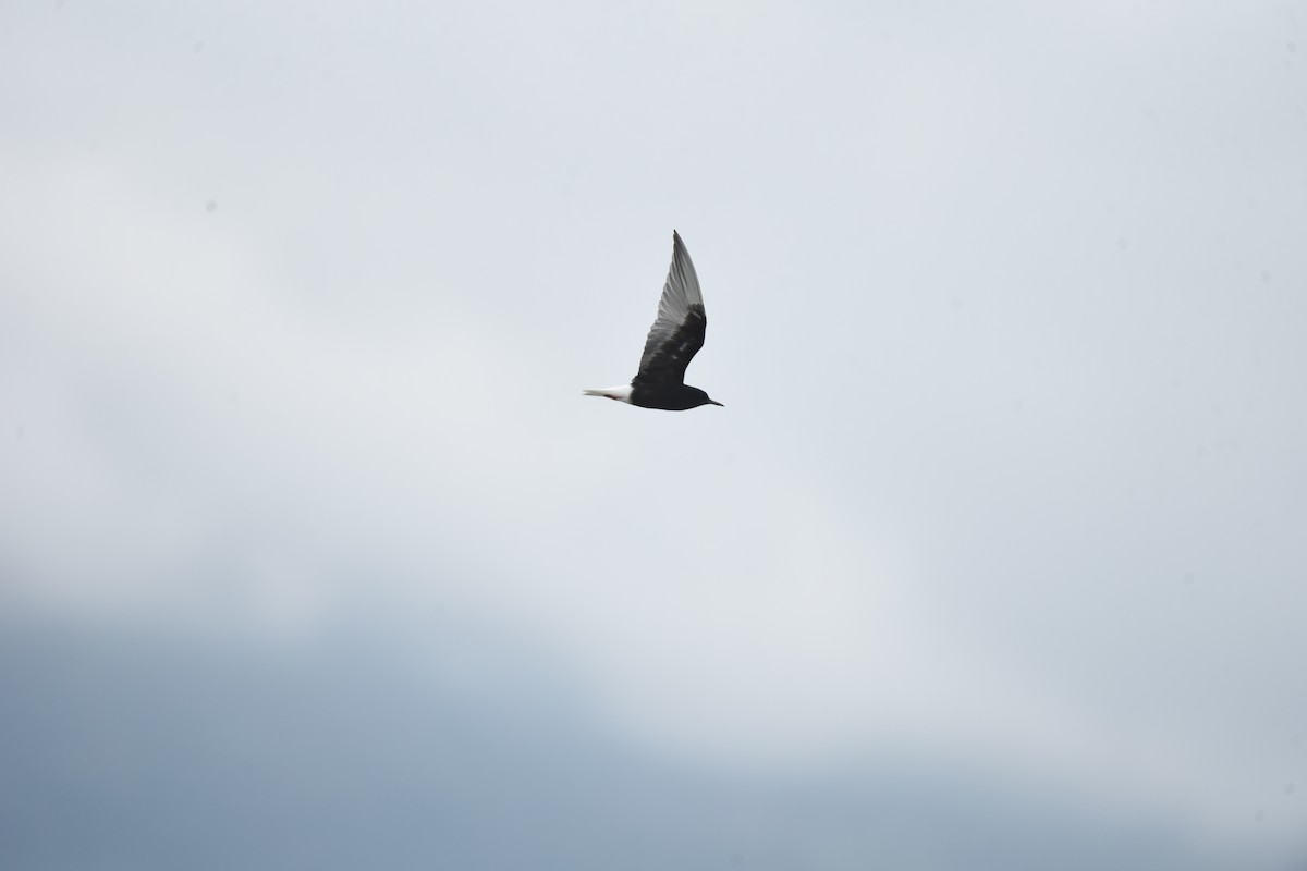 White-winged Tern - ML636716371