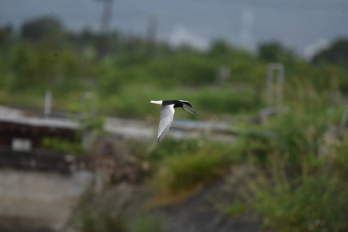 White-winged Tern - ML636716413