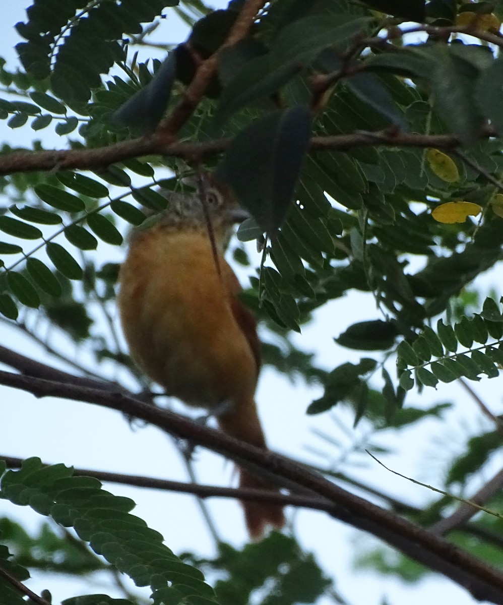 Barred Antshrike - ML636716479
