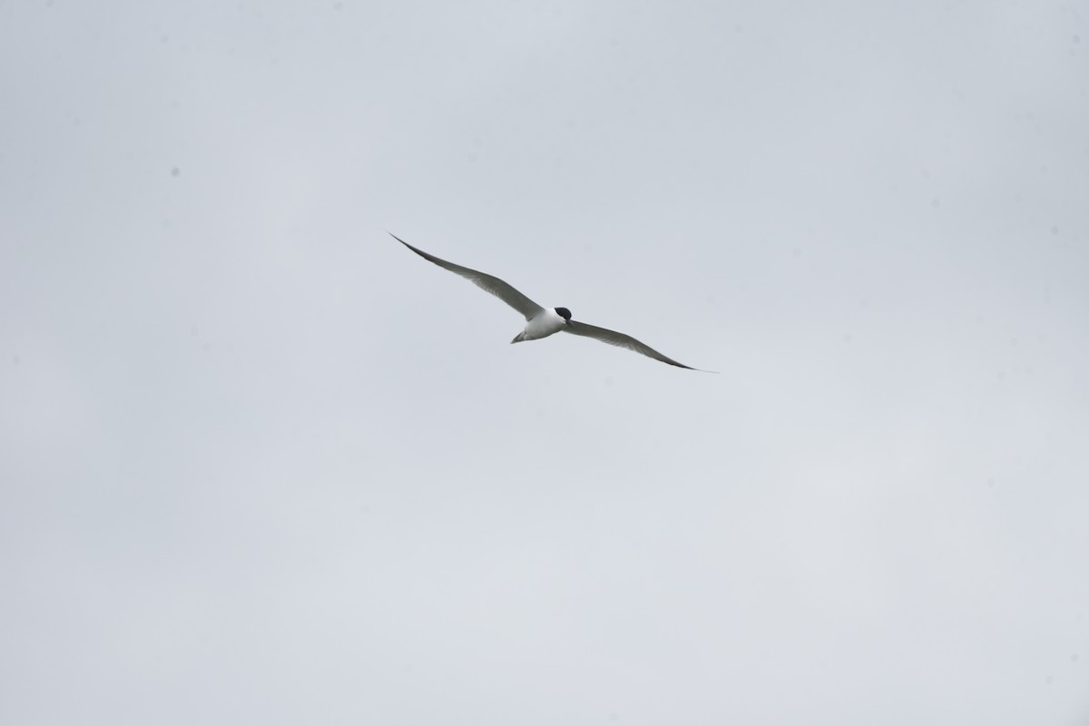 Gull-billed Tern - ML636716553