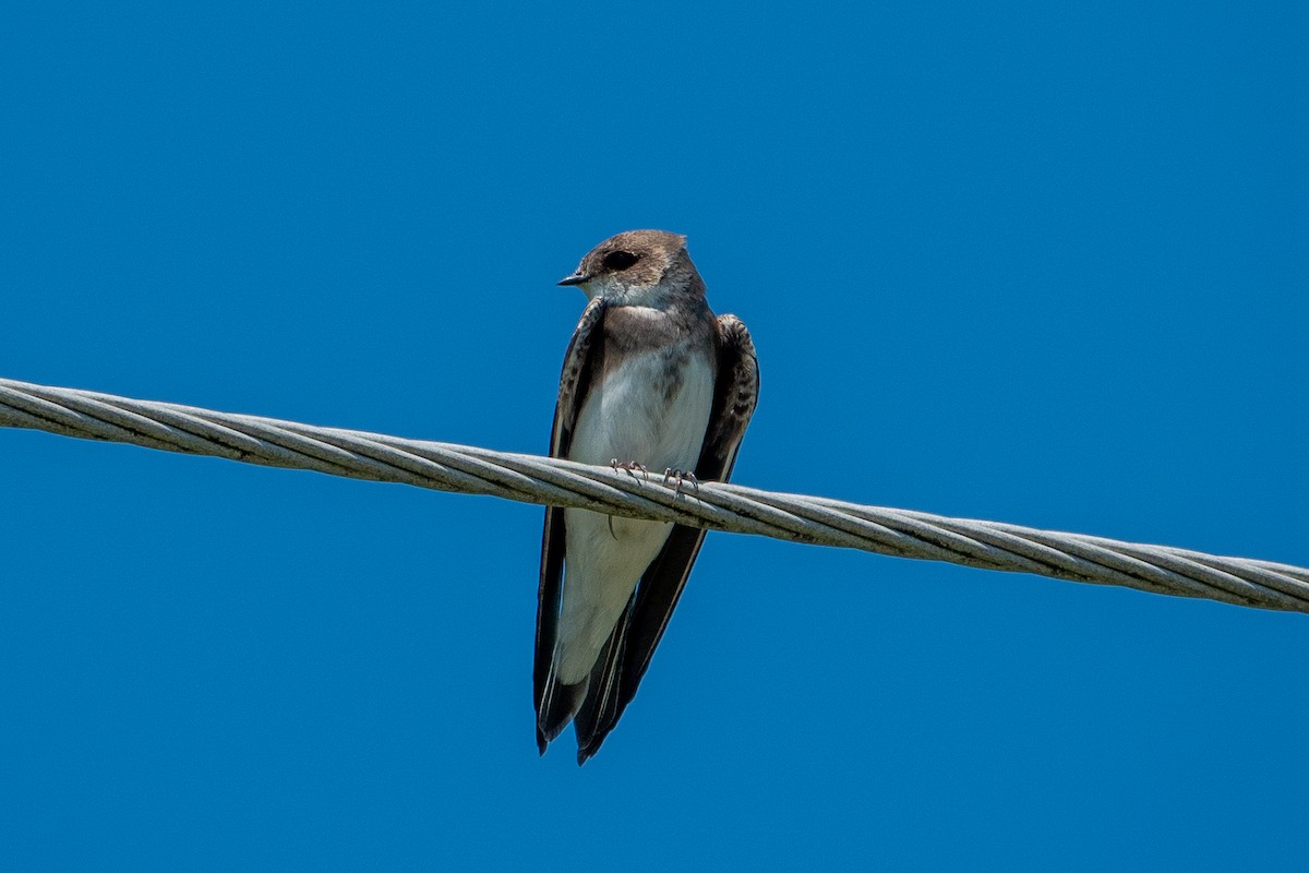 Bank Swallow - ML636716734