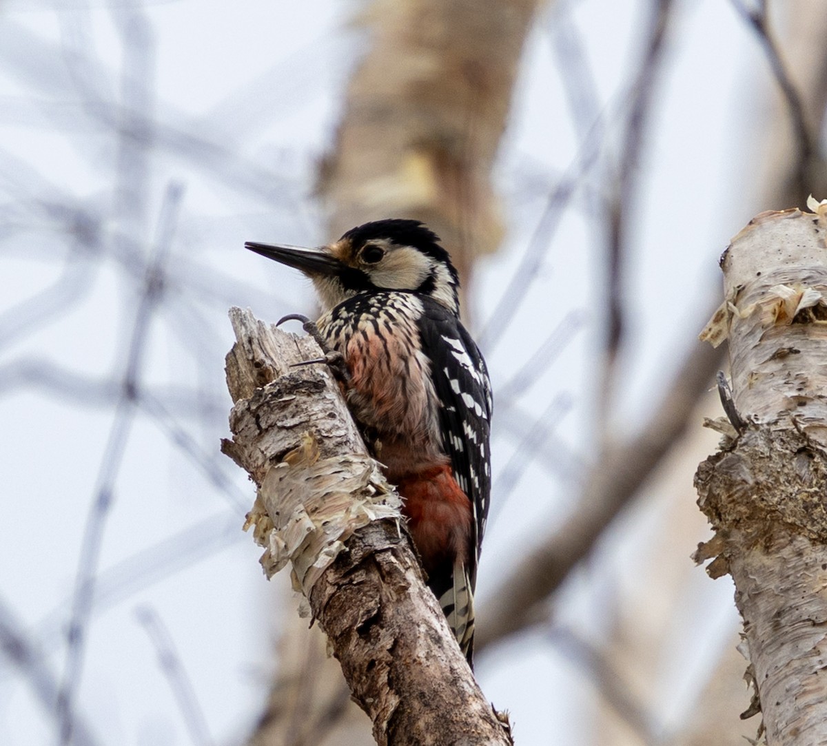 White-backed Woodpecker - ML636716856