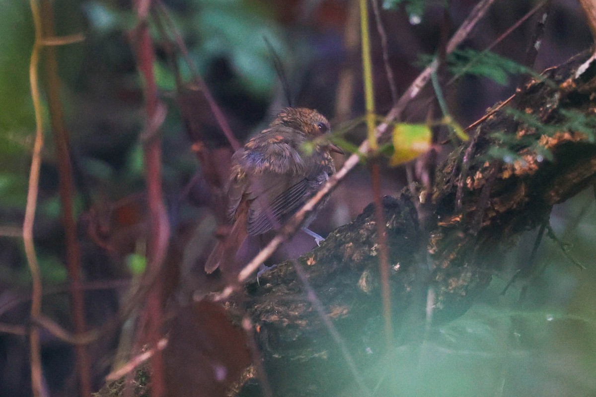 Gray-winged Robin-Chat - ML636716894