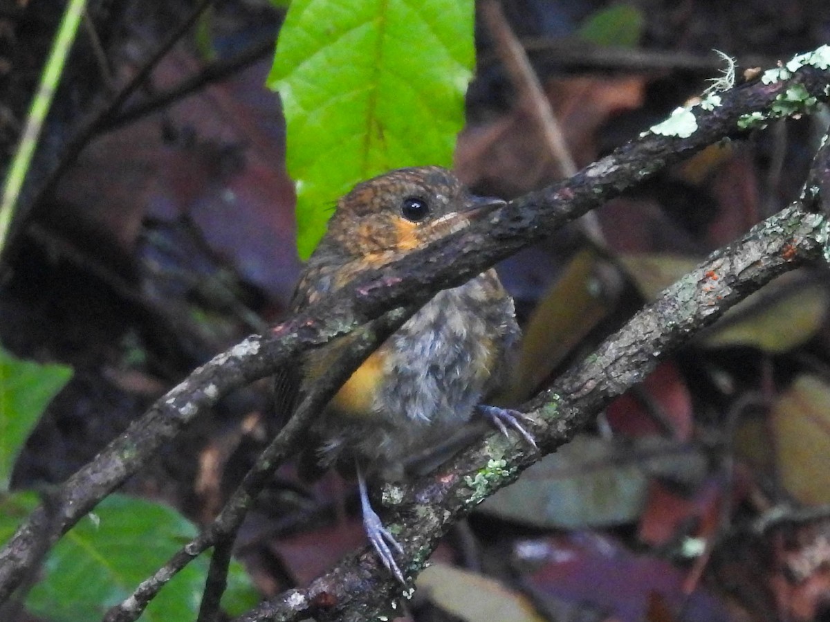 Gray-winged Robin-Chat - ML636716895