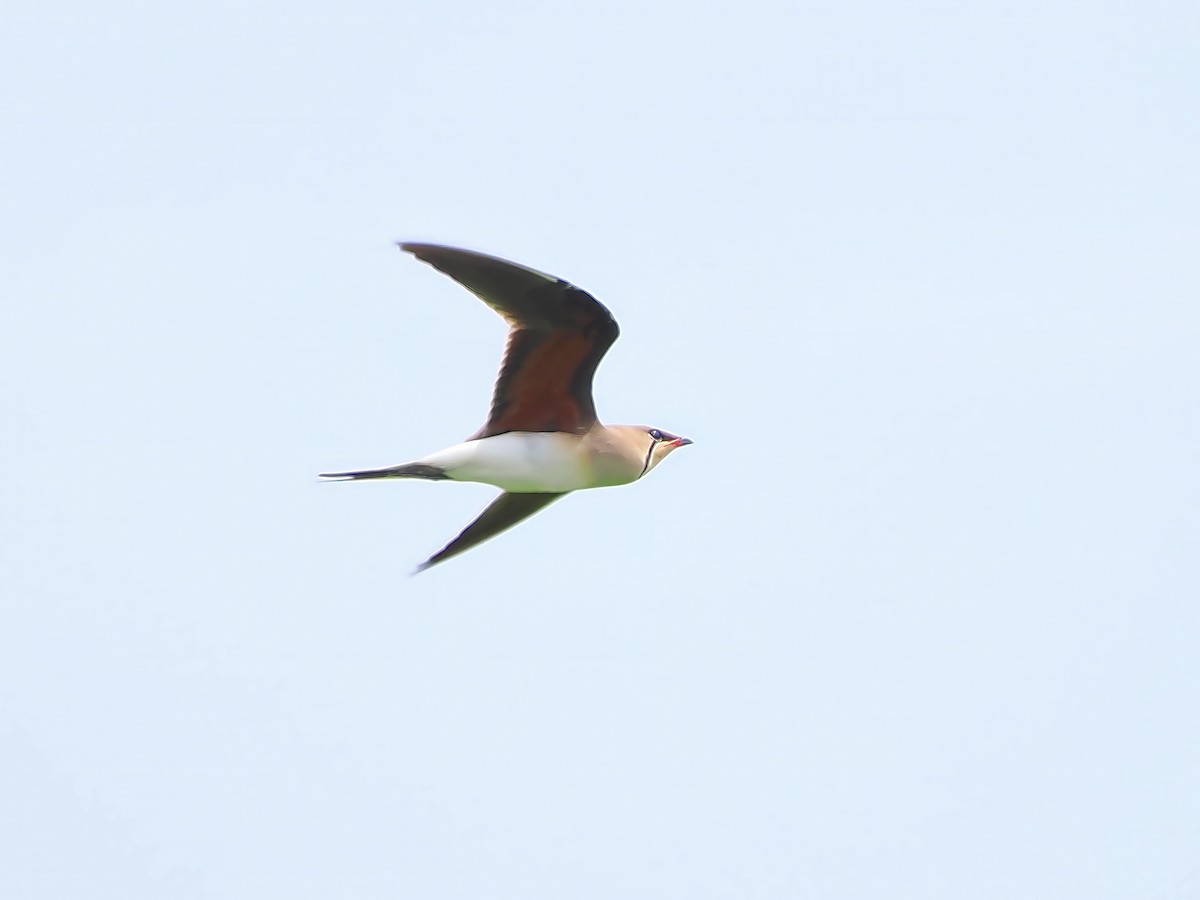 Collared Pratincole - ML636716912