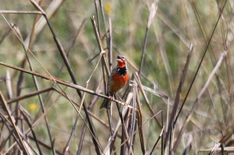 Rosy-throated Longclaw - ML636716916