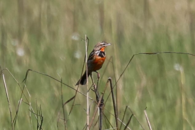 Rosy-throated Longclaw - ML636716917