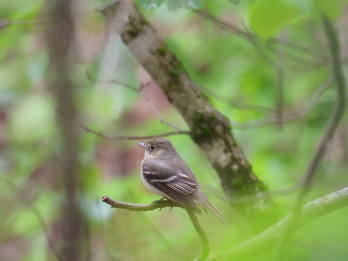 Acadian Flycatcher - ML636716935
