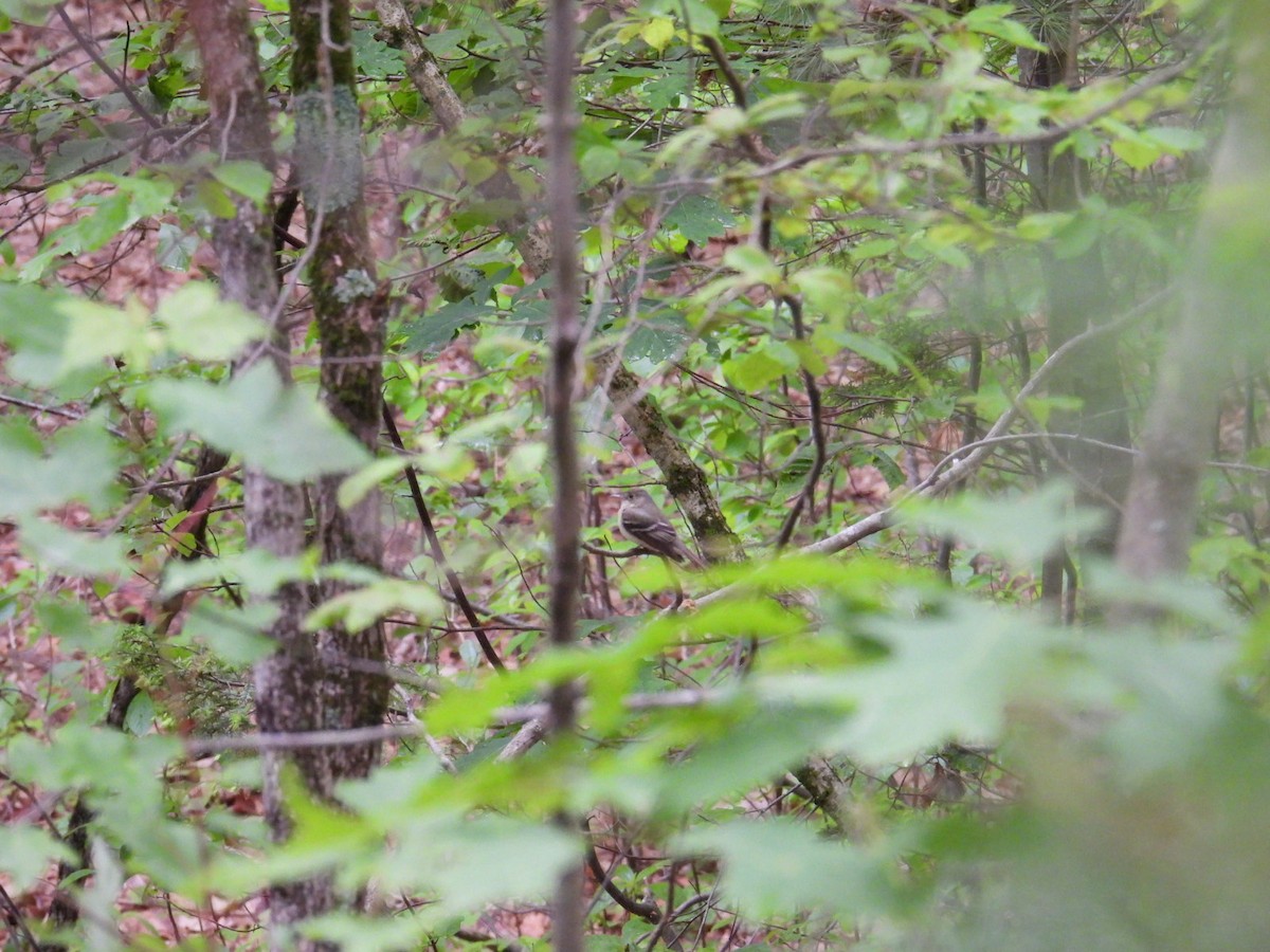 Acadian Flycatcher - ML636716936
