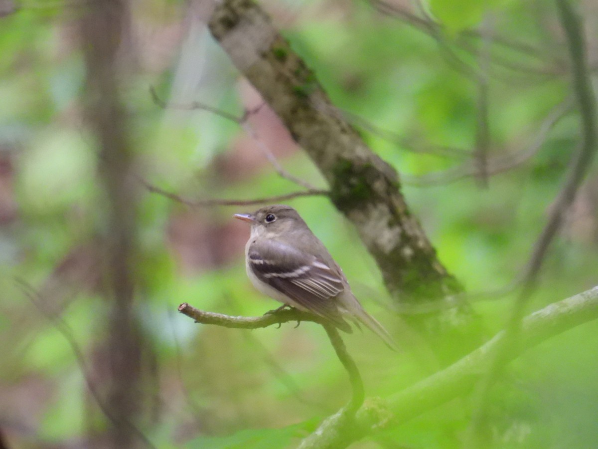Acadian Flycatcher - ML636716937