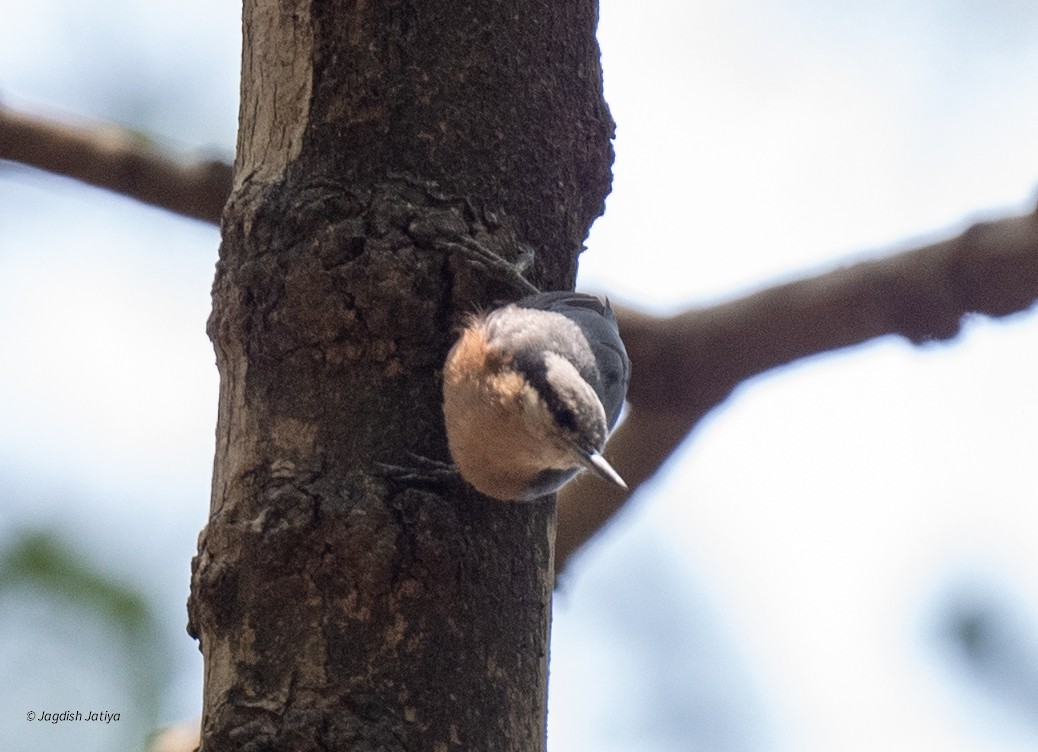 Indian Nuthatch - ML636716984