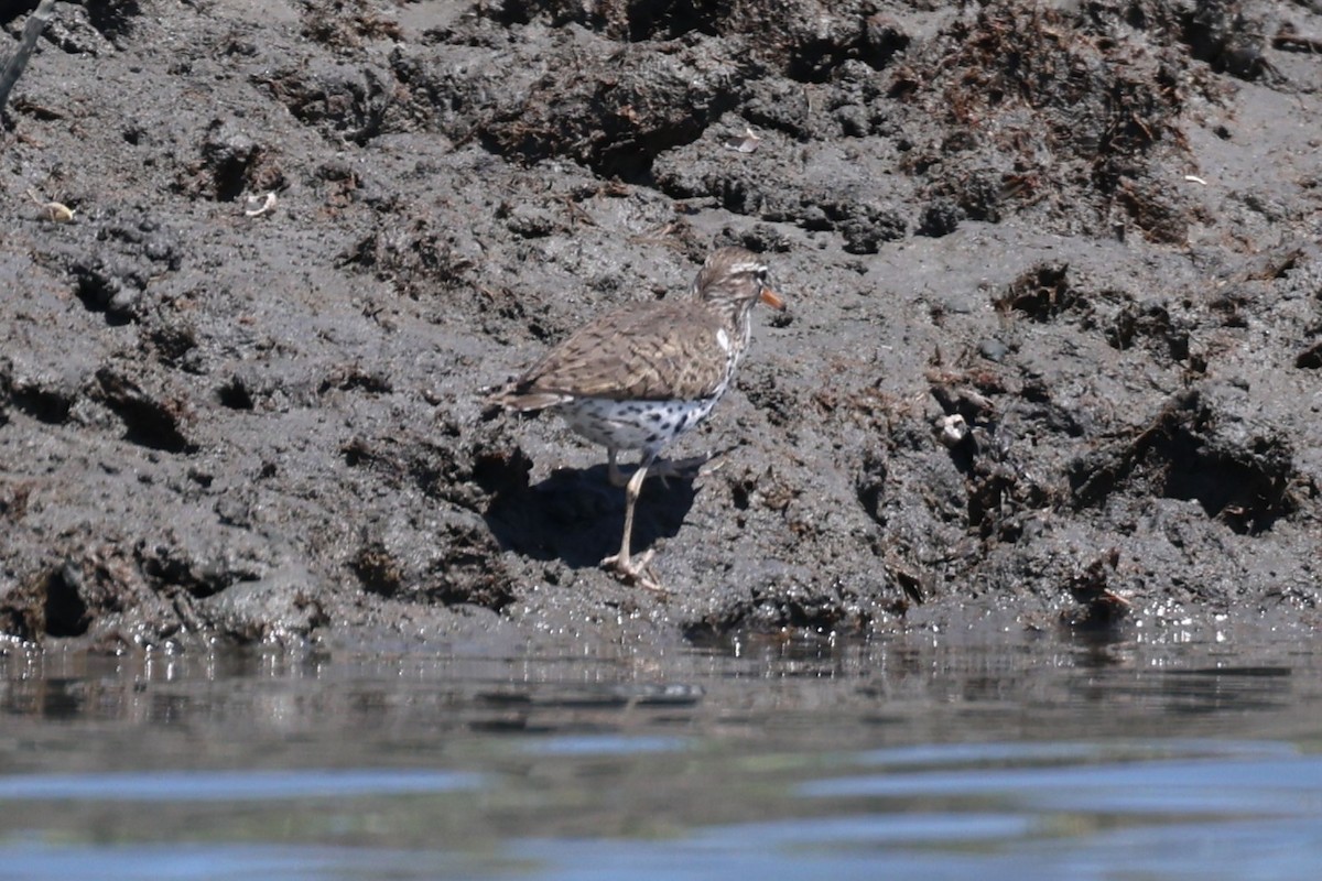 Spotted Sandpiper - ML636716989
