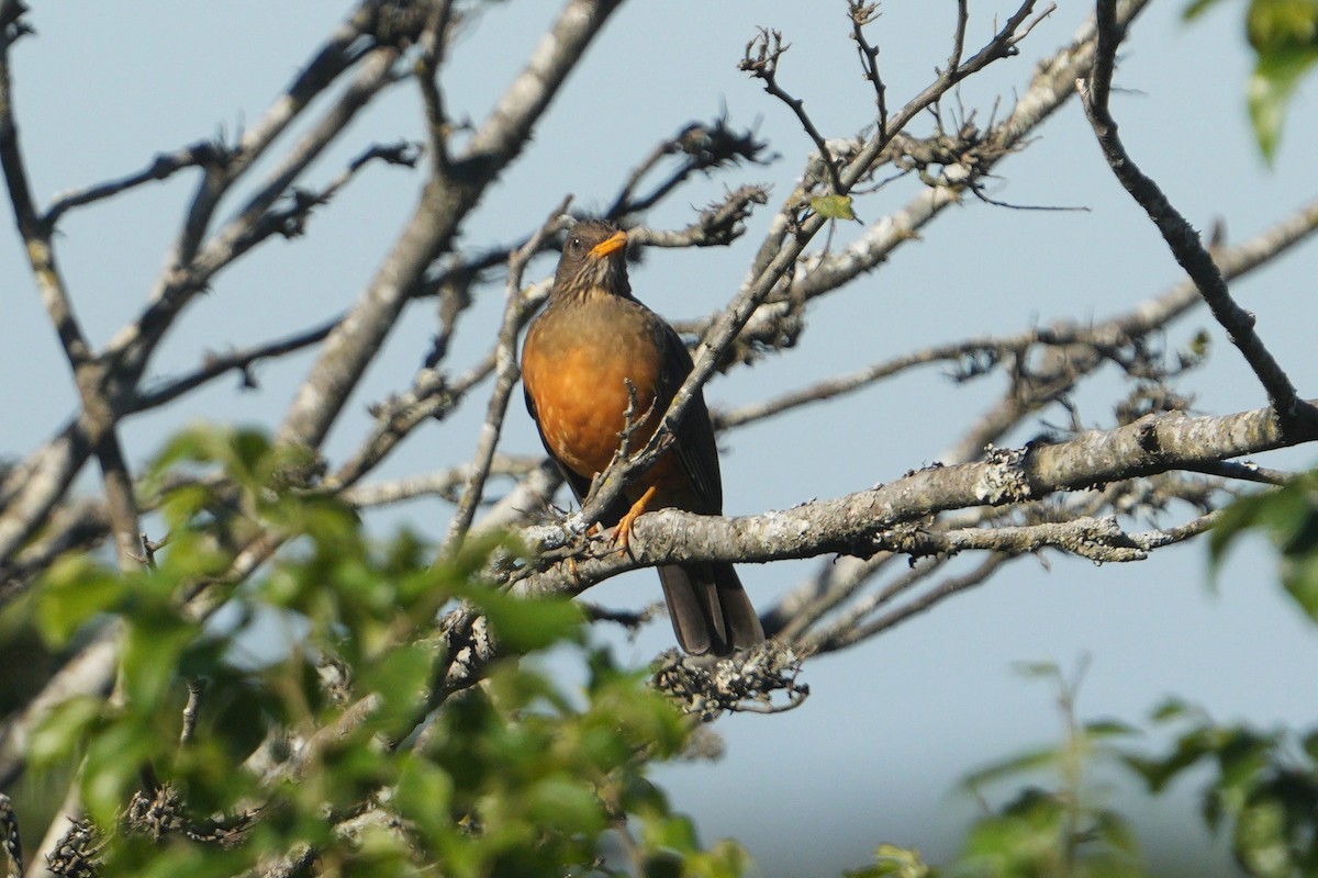 Olive Thrush - ML636716997