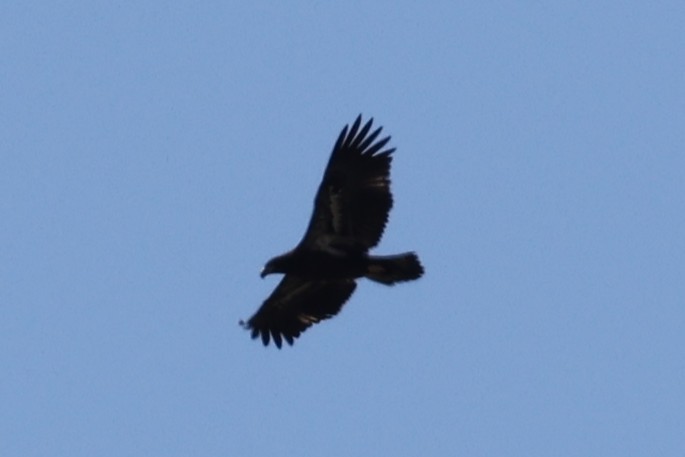 Bald Eagle - ML636717002