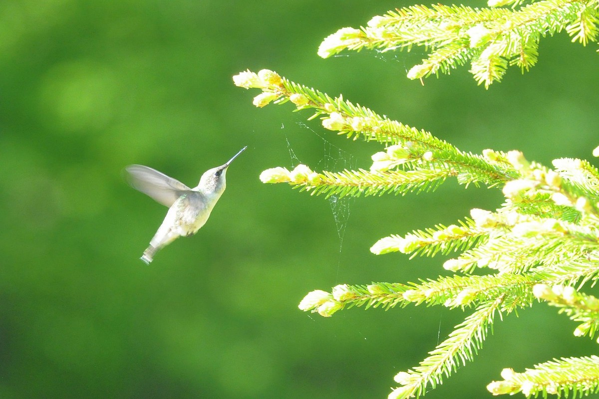 Ruby-throated Hummingbird - ML636717008