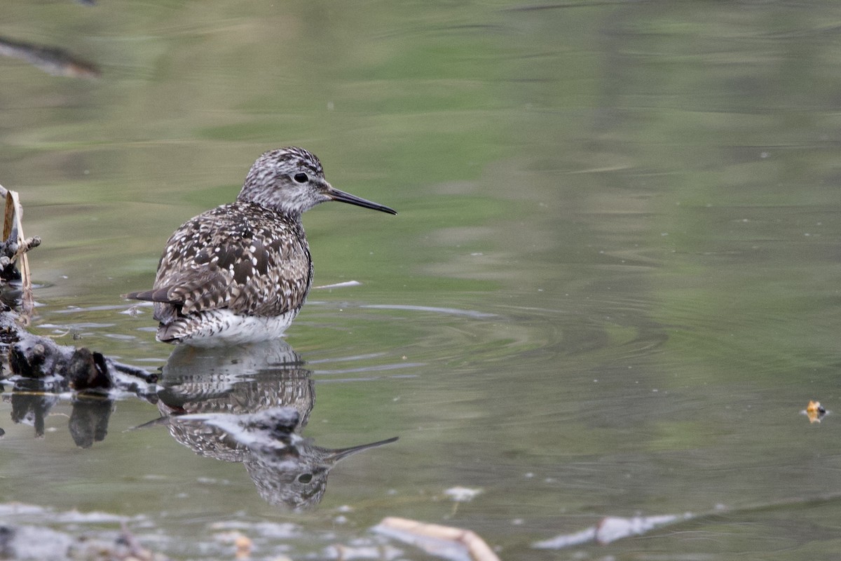 Lesser Yellowlegs - ML636717054