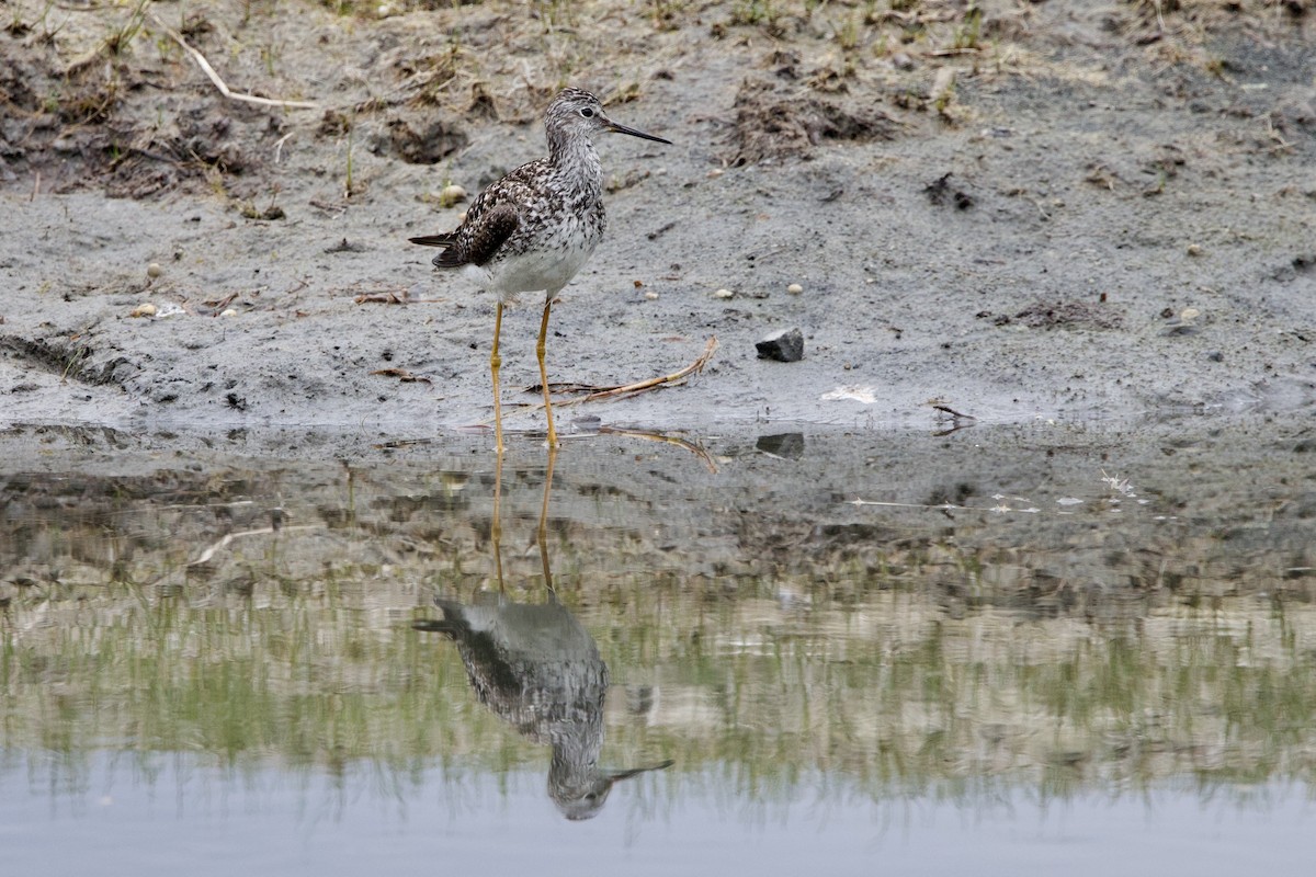 Lesser Yellowlegs - ML636717064