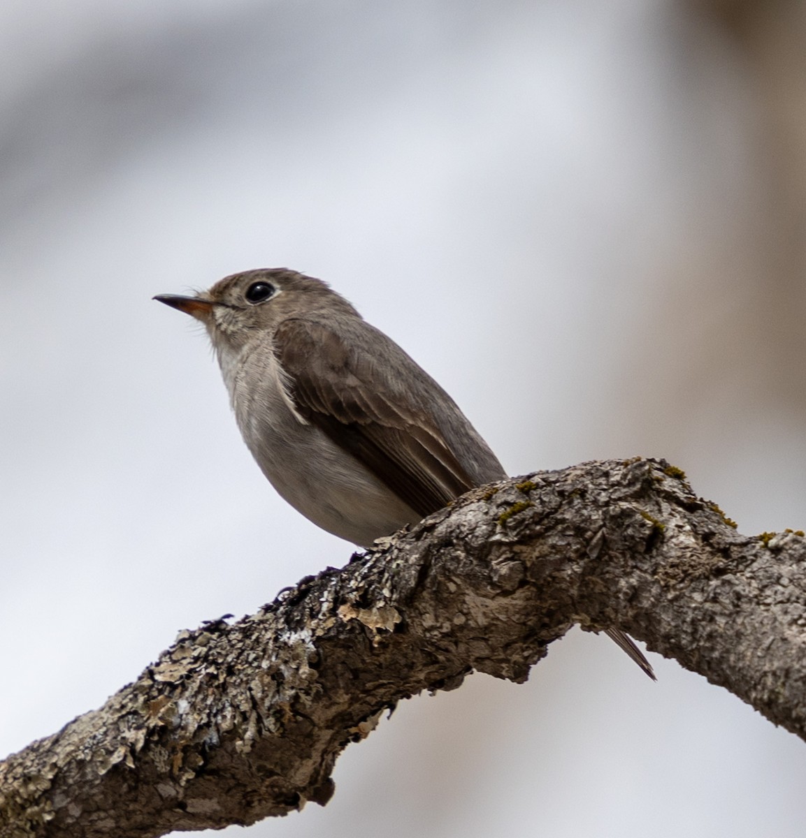 Asian Brown Flycatcher - ML636717094