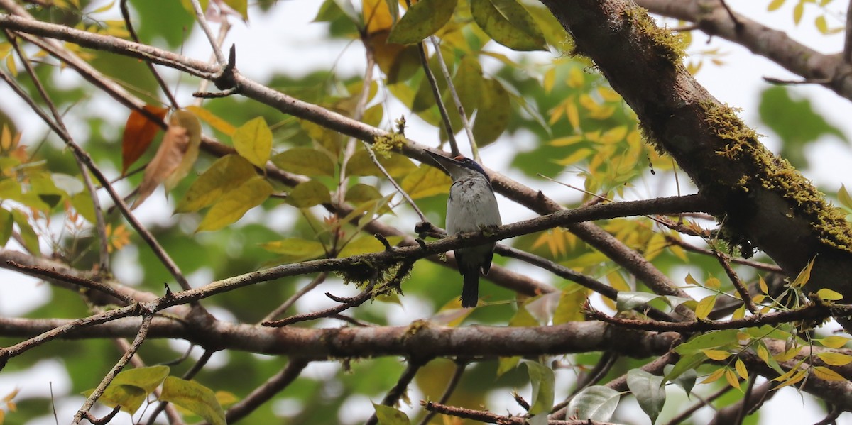 Rufous-lored Kingfisher - ML636717114