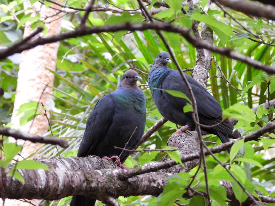 Black Wood-Pigeon - ML636717319
