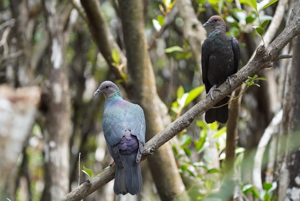 Black Wood-Pigeon - ML636717321