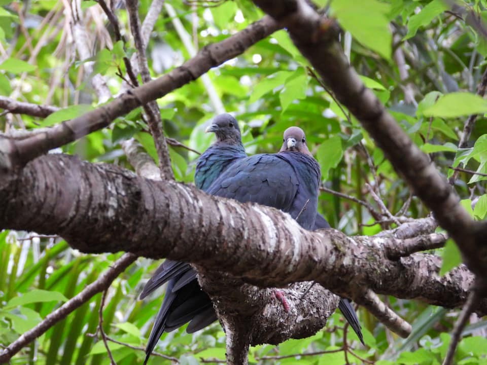 Black Wood-Pigeon - ML636717322