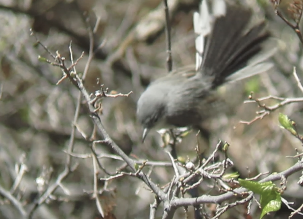 Black-capped Gnatcatcher - ML636717328