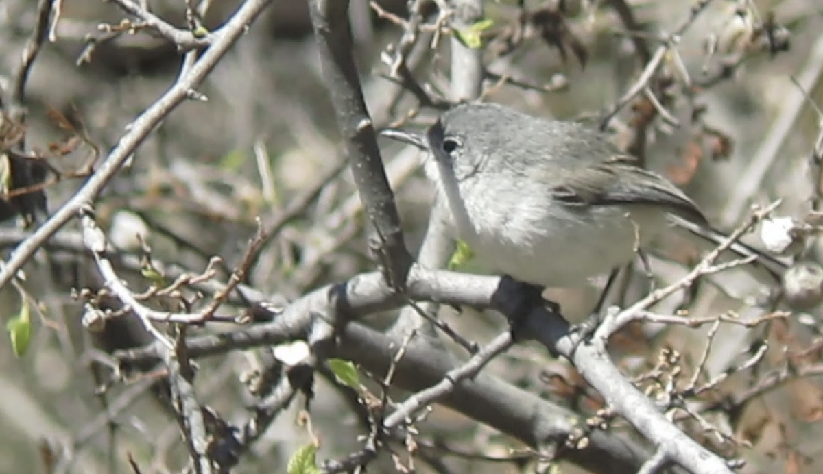 Black-capped Gnatcatcher - ML636717356