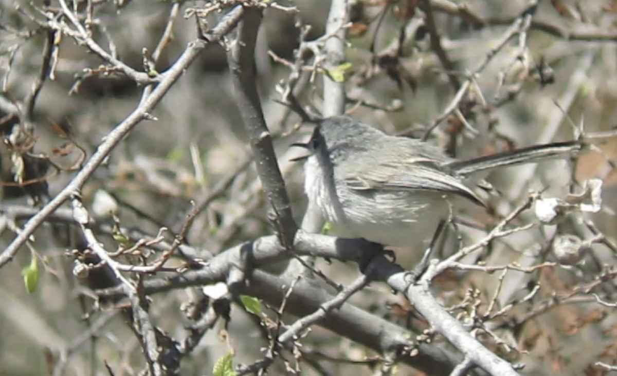 Black-capped Gnatcatcher - ML636717361