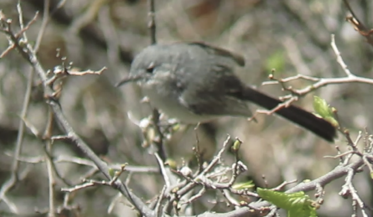 Black-capped Gnatcatcher - ML636717369