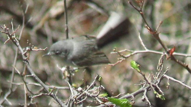 Black-capped Gnatcatcher - ML636717378