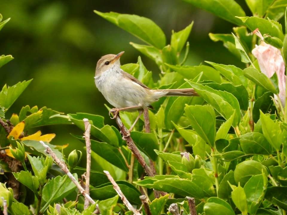 Japanese Bush Warbler - ML636717431