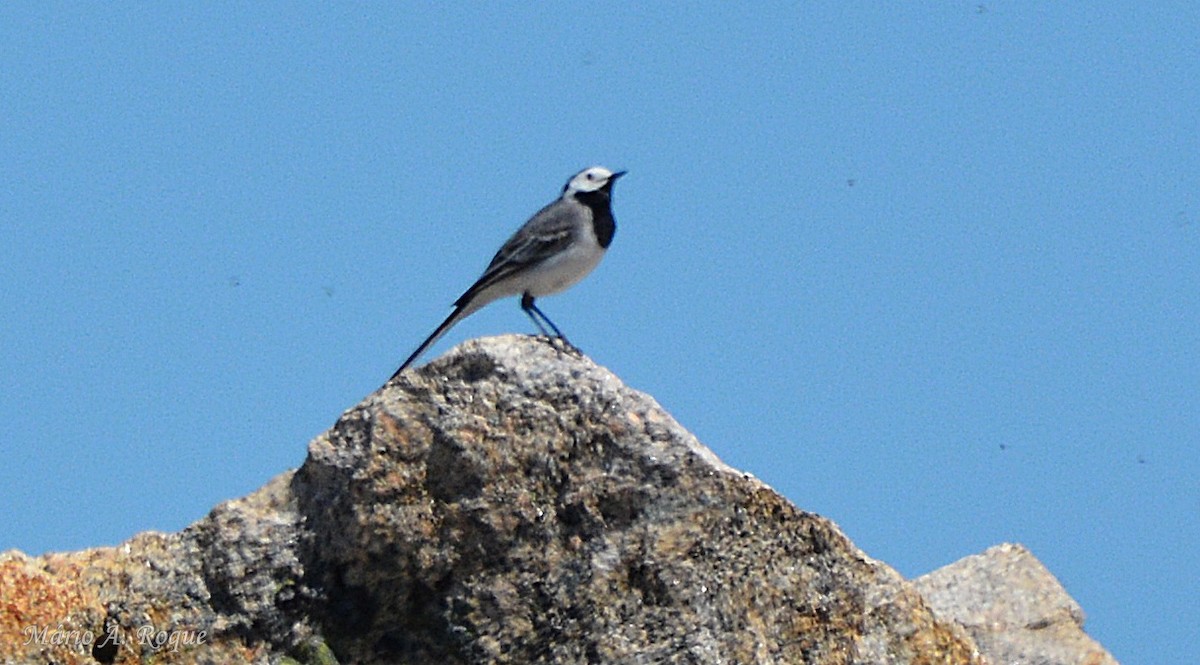 Хөх цэгцгий - ML636717468