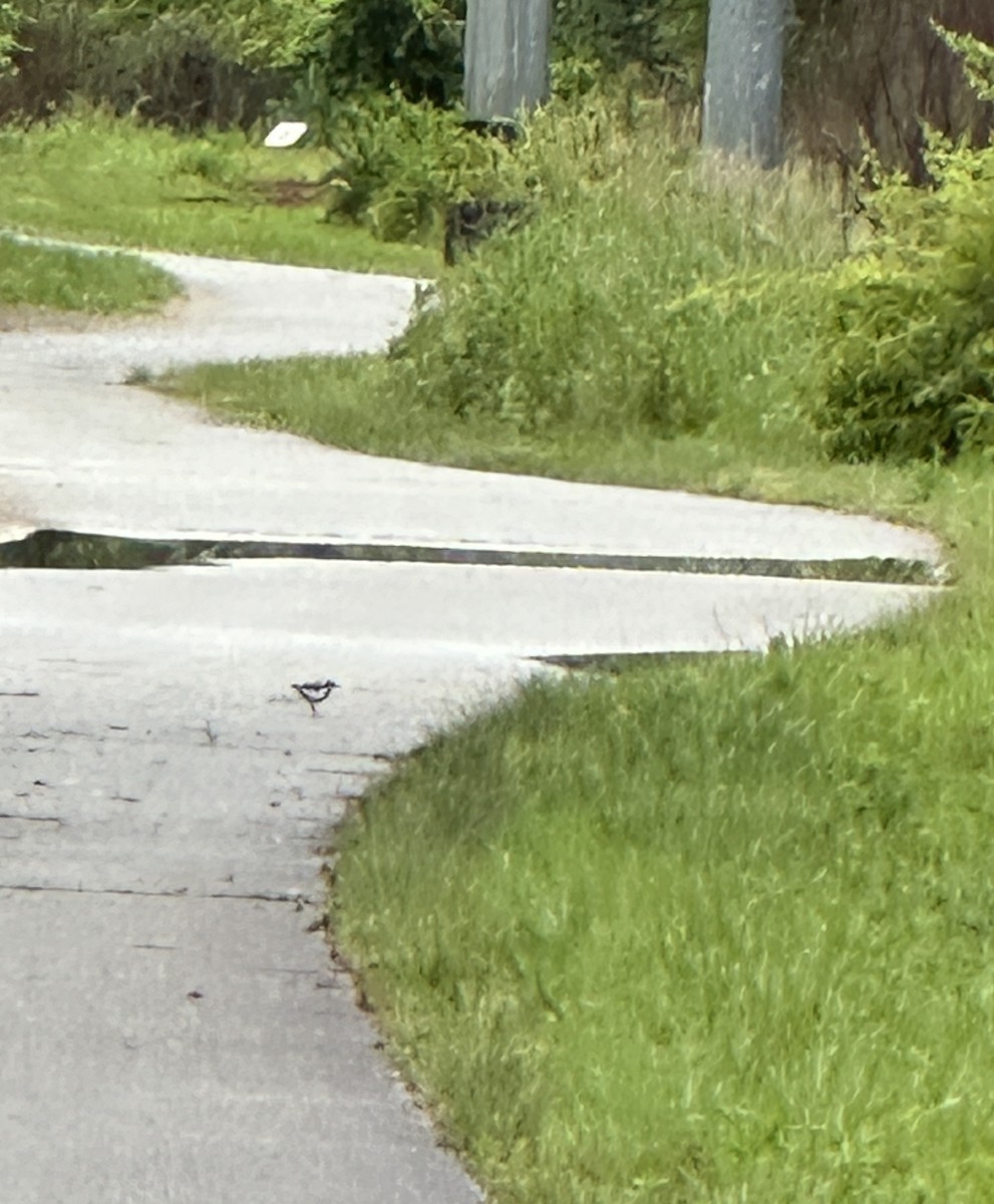 Spotted Sandpiper - ML636717471