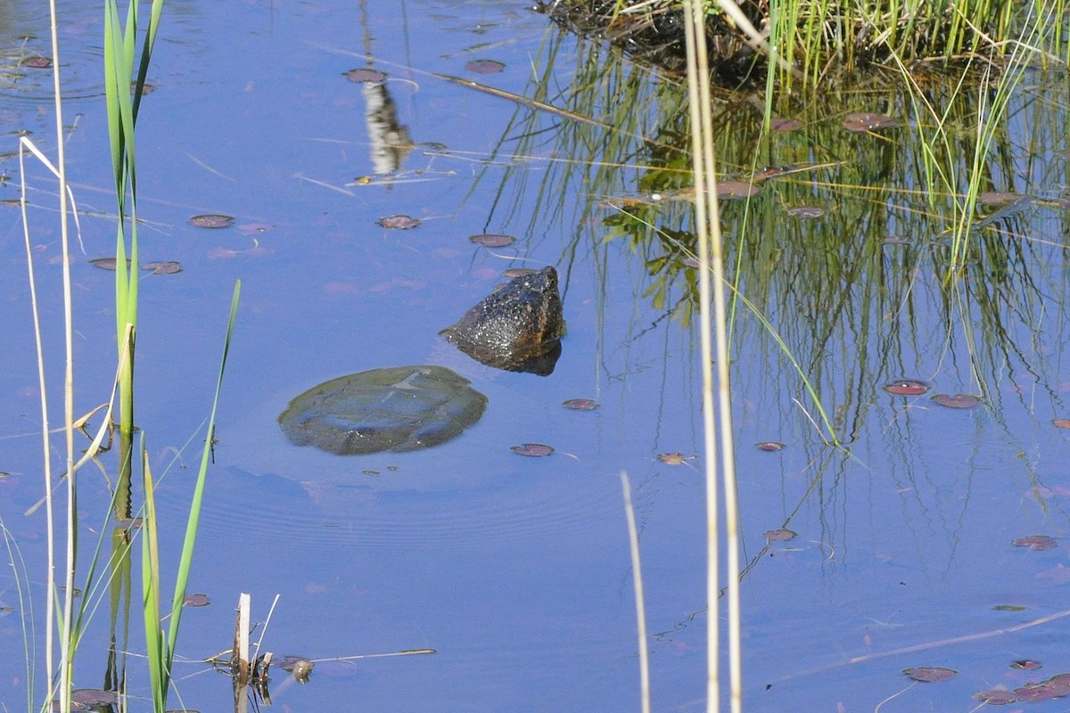 Animals - ML636717550