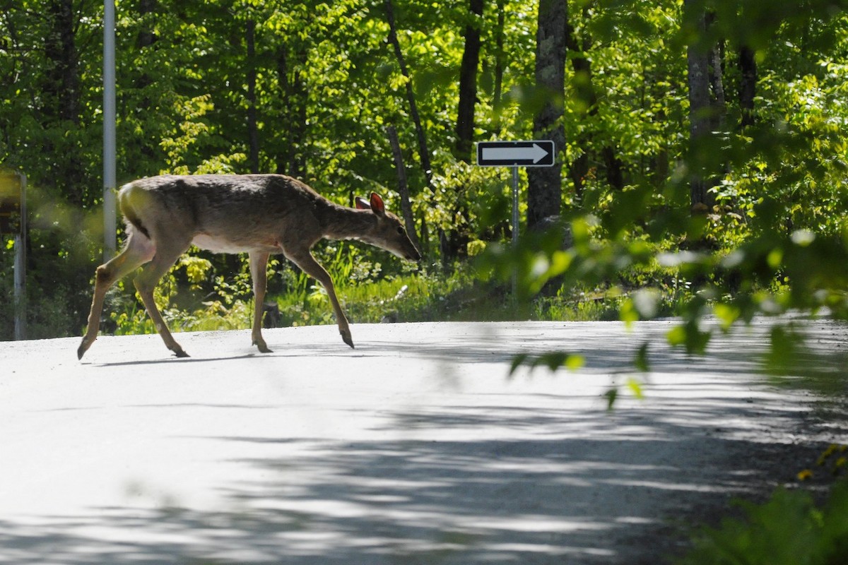 Animals - ML636717551