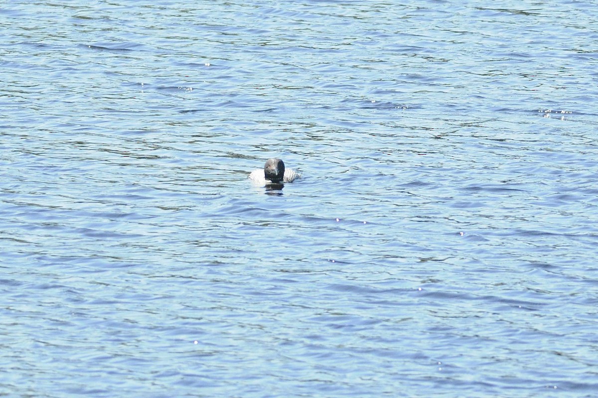 Common Loon - ML636717572
