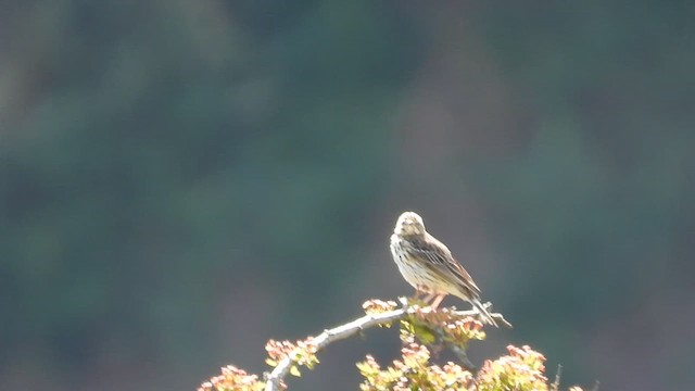 Pipit des arbres - ML636717597