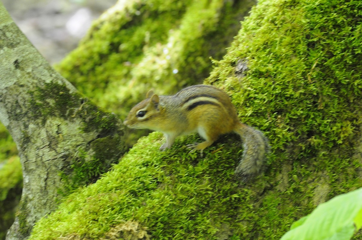 Animals - ML636717624