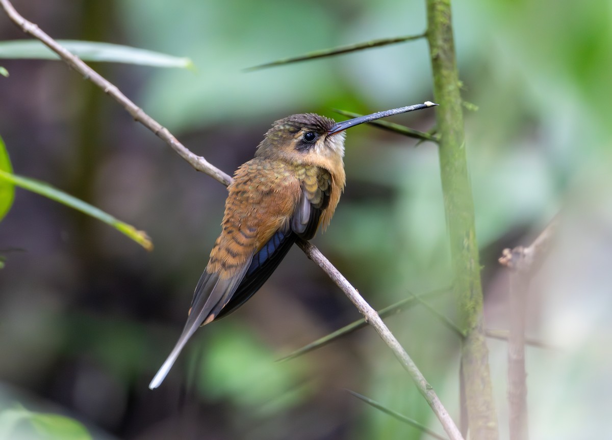 Koepcke's Hermit - ML636717637