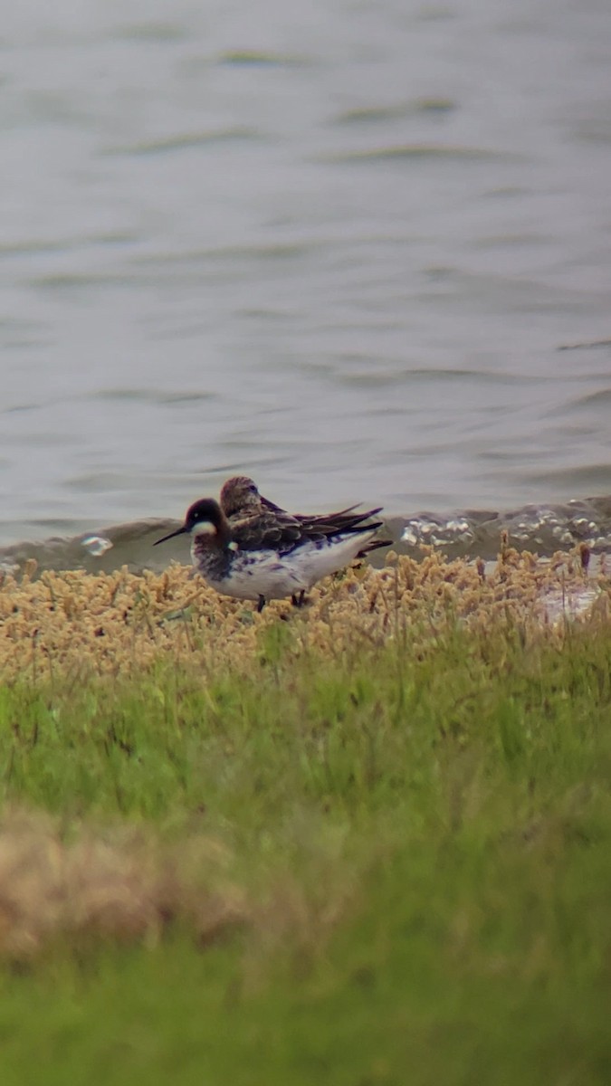 Red-necked Phalarope - ML636717648