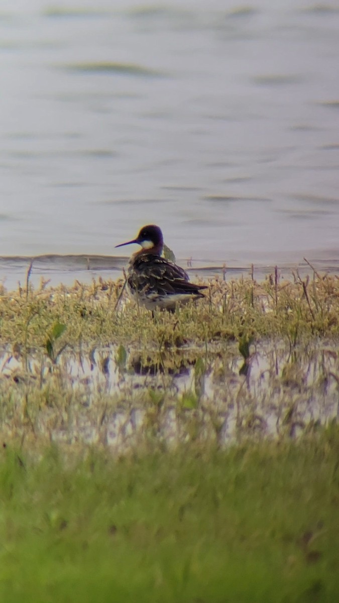 Red-necked Phalarope - ML636717656