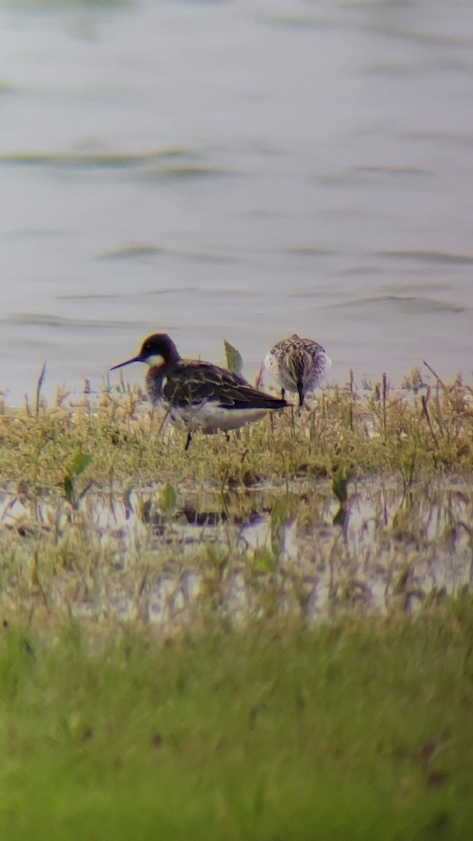 Red-necked Phalarope - ML636717657