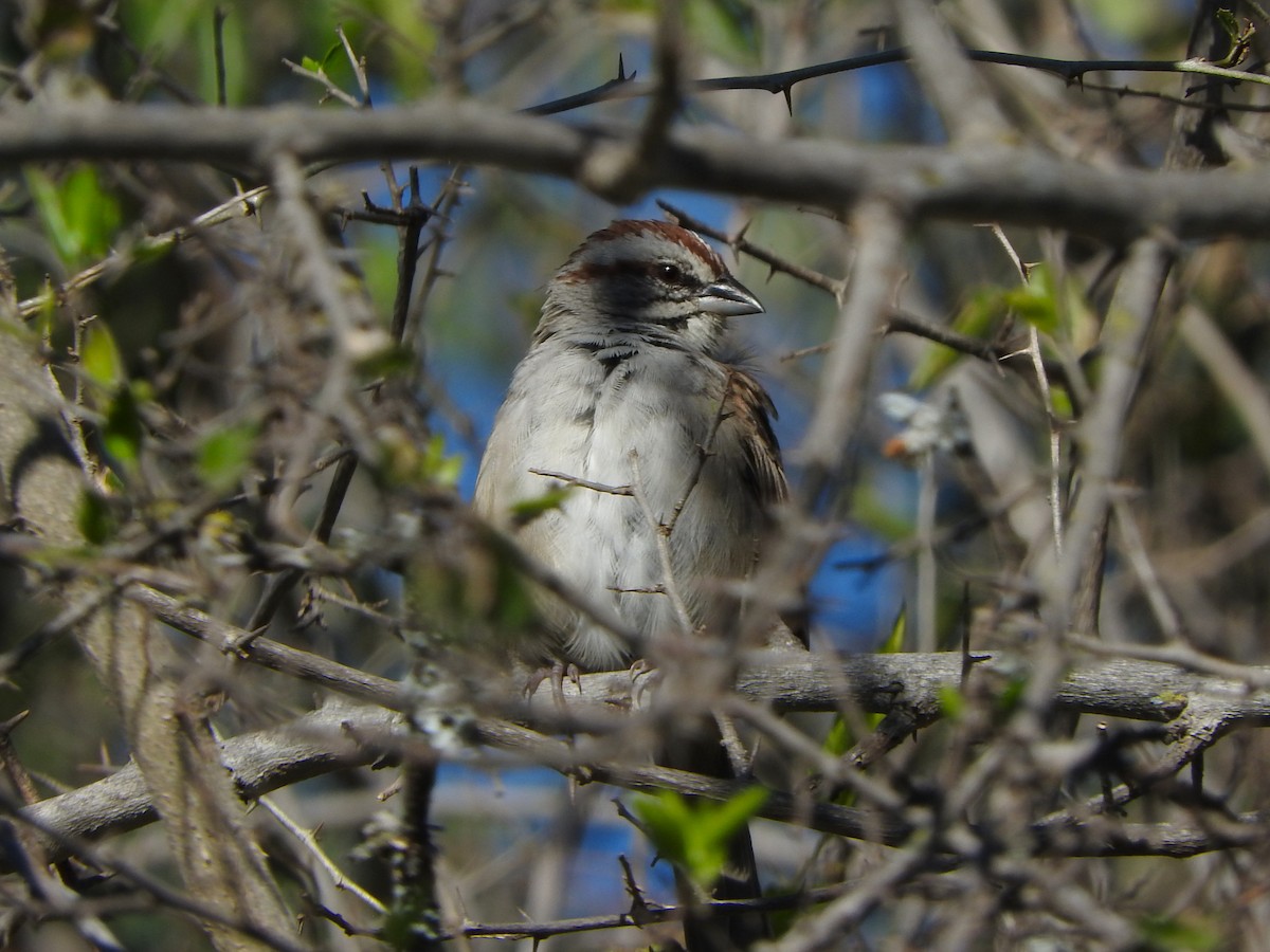 Chaco Sparrow - ML636717742