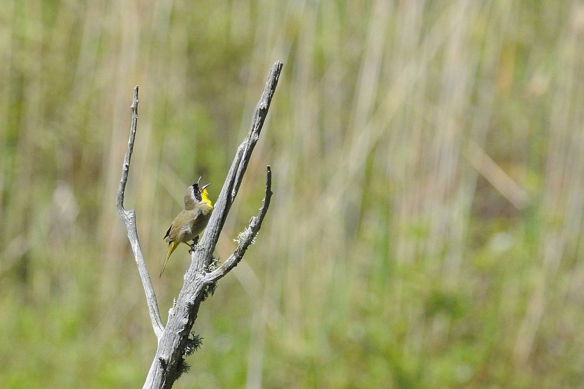 Common Yellowthroat - ML636717870